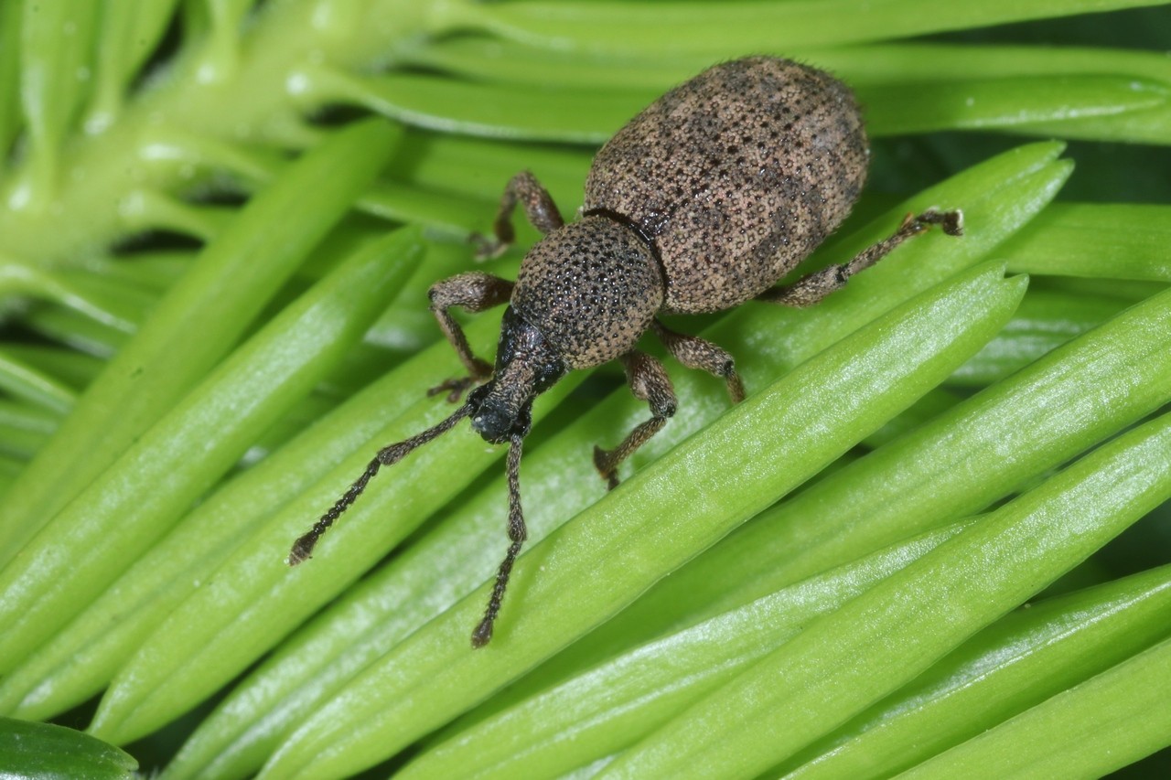 Otiorhynchus singularis (Linnaeus, 1767) - Otiorhynque à pattes couleur de poix