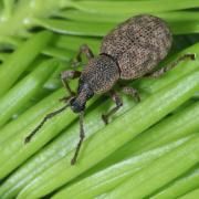 Otiorhynchus singularis (Linnaeus, 1767) - Otiorhynque à pattes couleur de poix