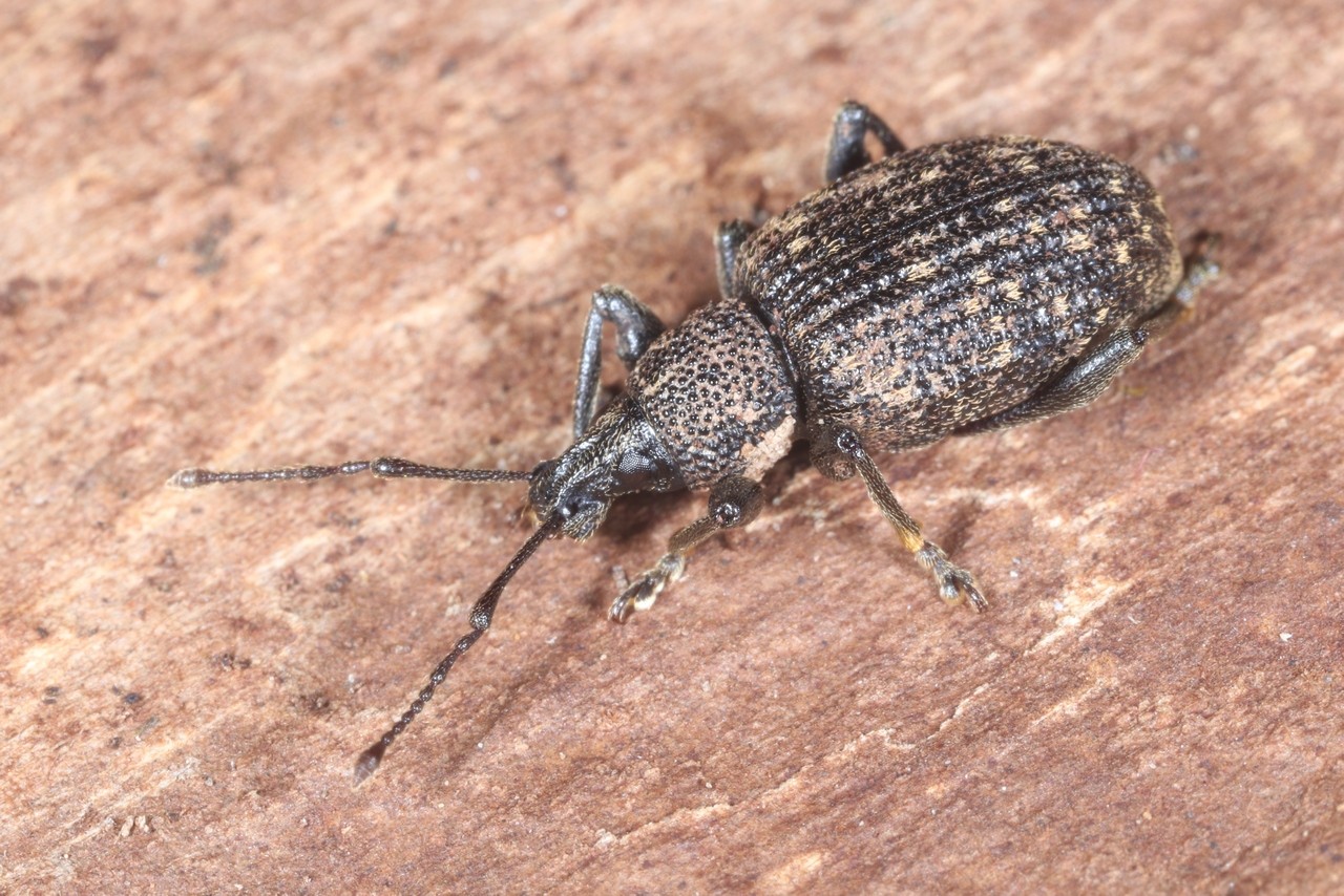 Otiorhynchus sulcatus (Fabricius, 1775) - Charançon à corselet sillonné