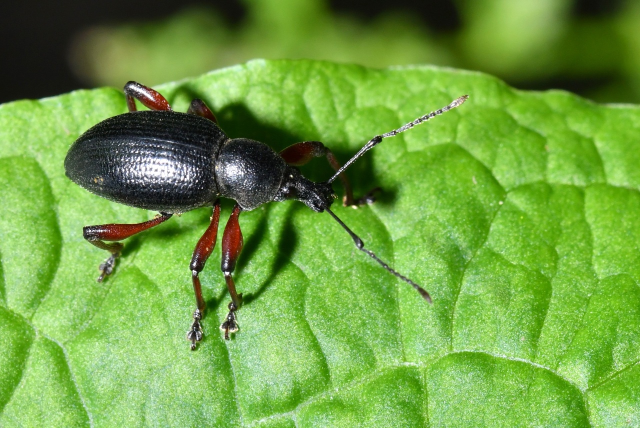 Otiorhynchus tenebricosus (Herbst, 1784) - Otiorhynque ténébreux