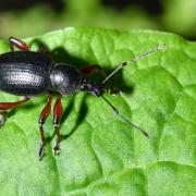 Otiorhynchus tenebricosus (Herbst, 1784) - Otiorhynque ténébreux