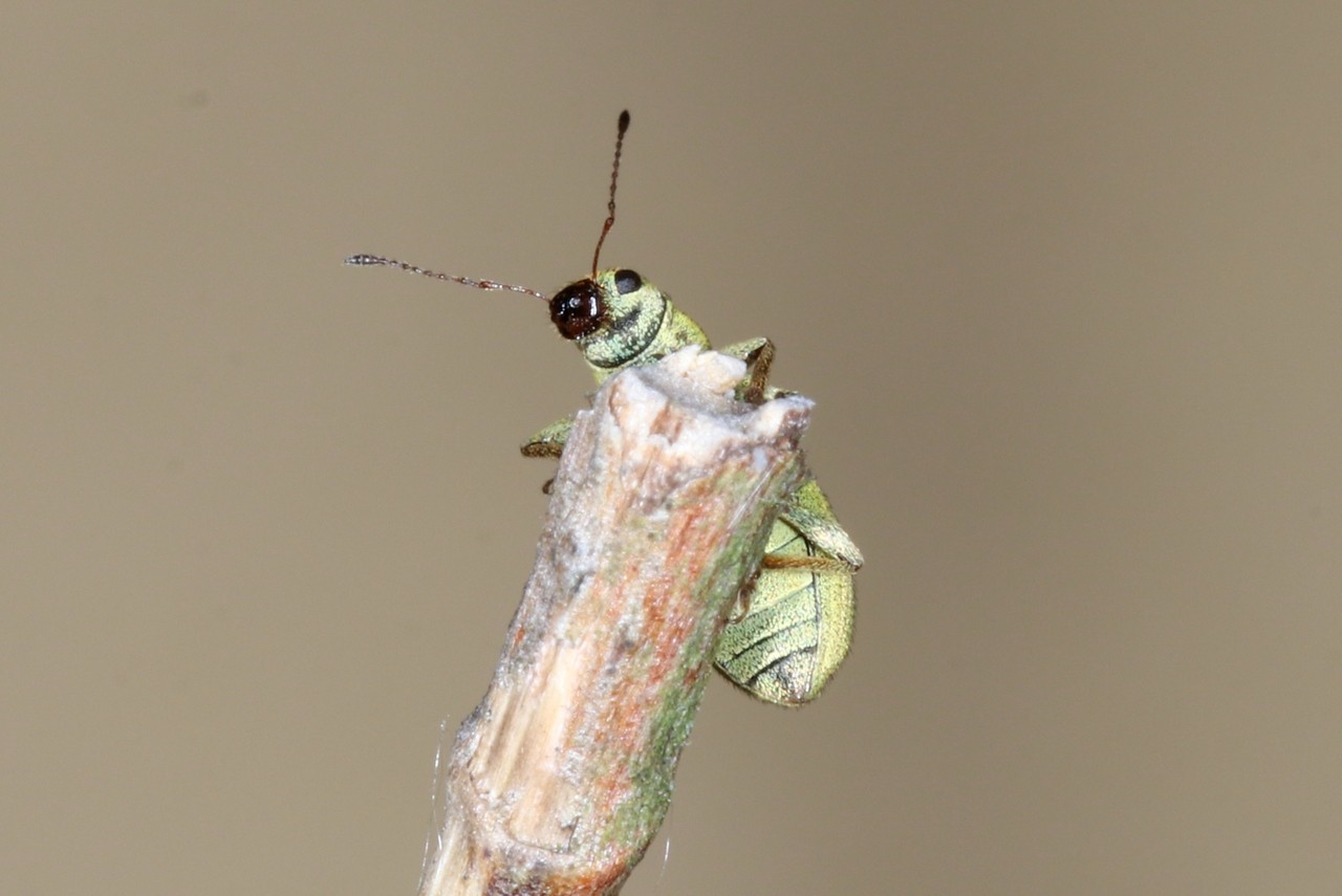 Pachyrhinus lethierryi (Desbrochers des Loges, 1875) - Pachyrhine de Lethierry 