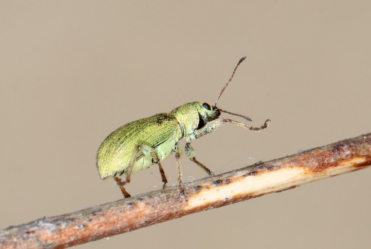 Pachyrhinus lethierryi (Desbrochers des Loges, 1875) - Pachyrhine de Lethierry 