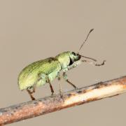 Pachyrhinus lethierryi (Desbrochers des Loges, 1875) - Pachyrhine de Lethierry 