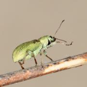 Pachyrhinus lethierryi (Desbrochers des Loges, 1875) - Pachyrhine de Lethierry 