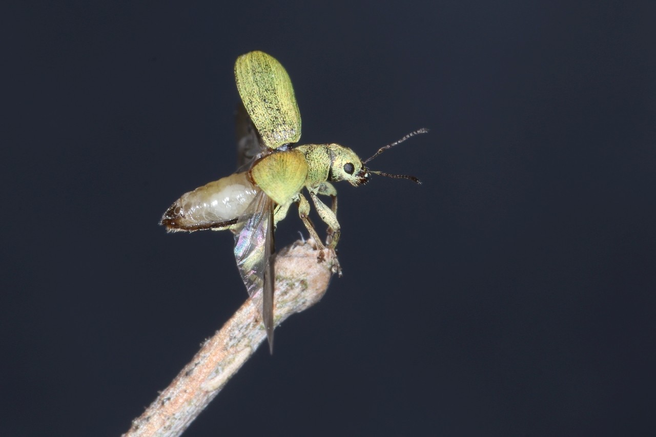 Pachyrhinus lethierryi (Desbrochers des Loges, 1875) - Pachyrhine de Lethierry