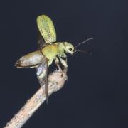 Pachyrhinus lethierryi (Desbrochers des Loges, 1875) - Pachyrhine de Lethierry