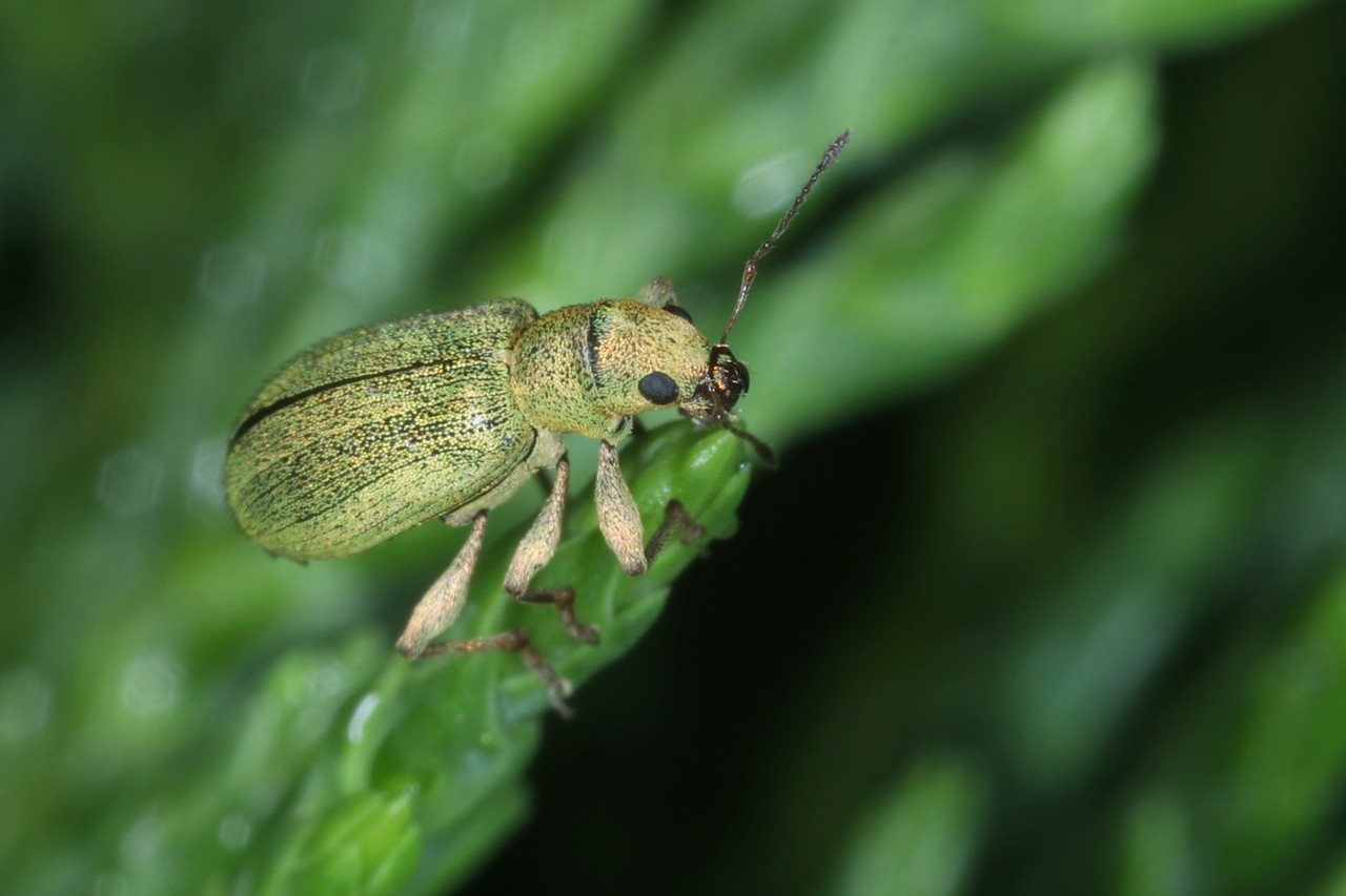 Pachyrhinus lethierryi (Desbrochers des Loges, 1875) - Pachyrhine de Lethierry