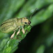 Pachyrhinus lethierryi (Desbrochers des Loges, 1875) - Pachyrhine de Lethierry