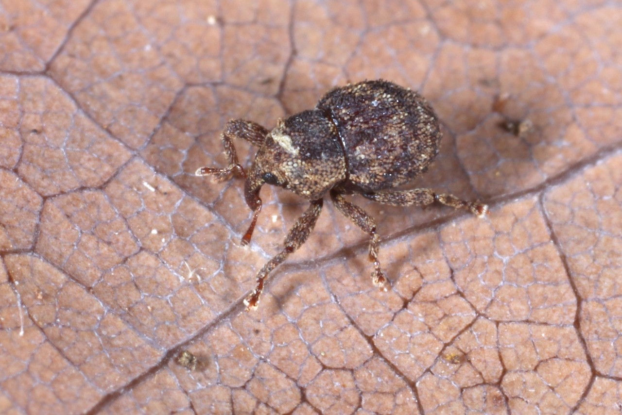 Palaeoacalles roboris (Curtis, 1834) 