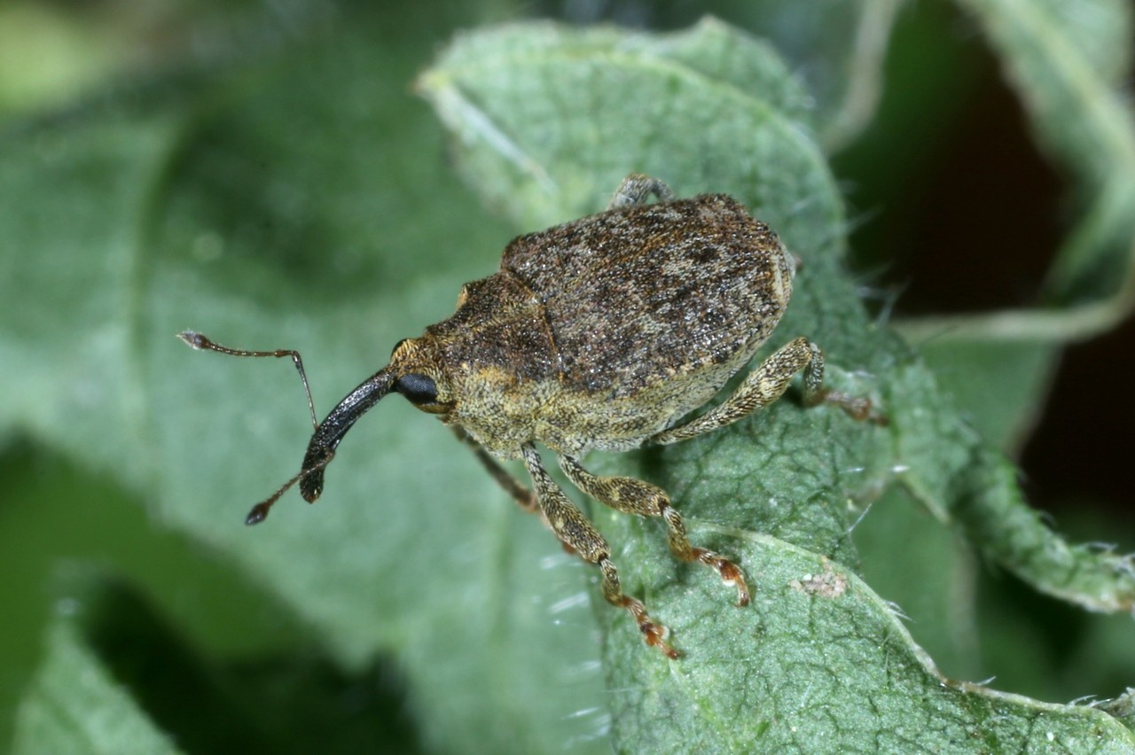 Parethelcus pollinarius (Forster, 1771) 