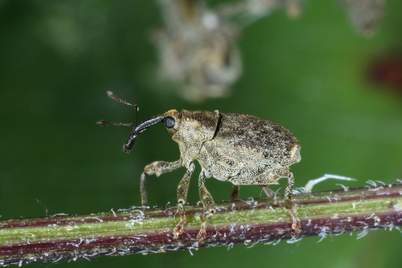 Parethelcus pollinarius (Forster, 1771) 