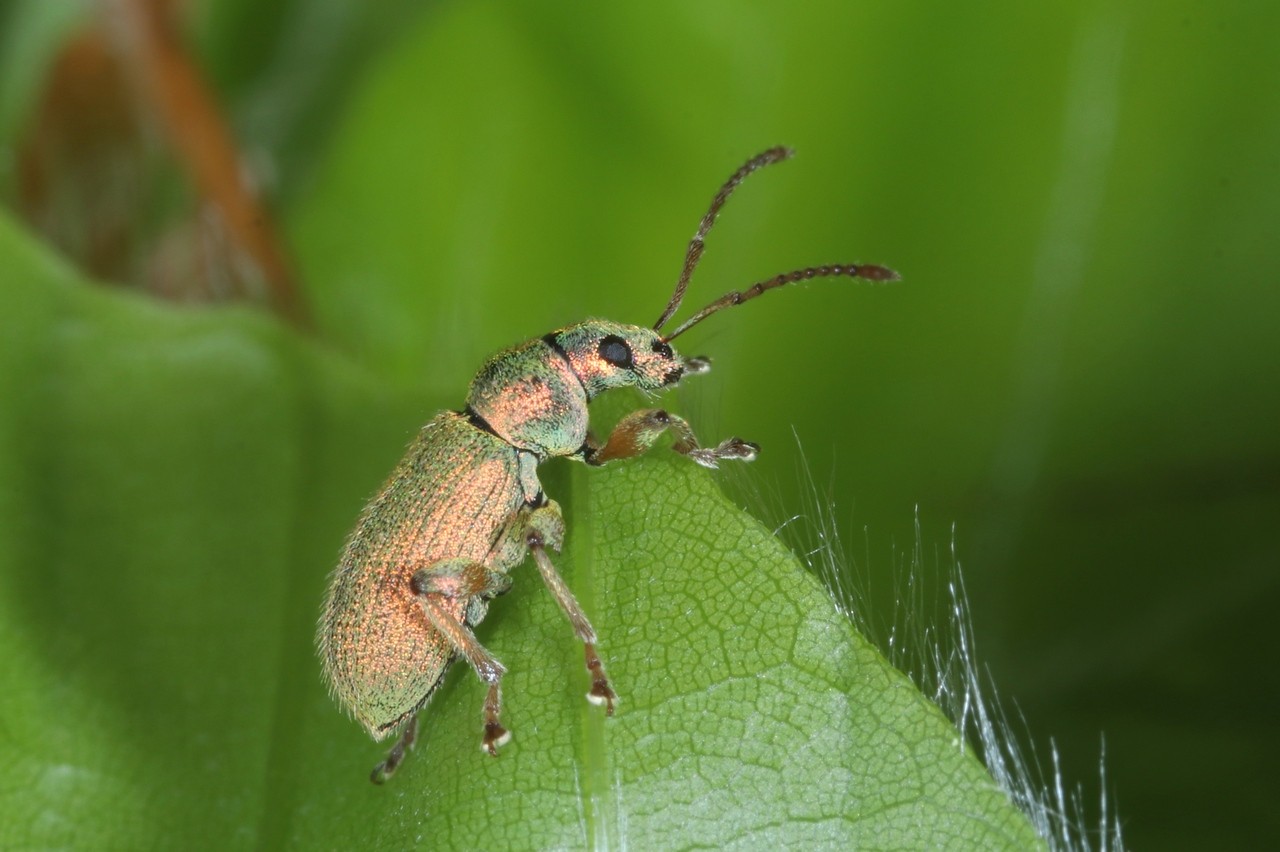 Phyllobius argentatus (Linnaeus, 1758) - Phyllobe argenté