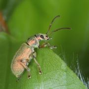 Phyllobius argentatus (Linnaeus, 1758) - Phyllobe argenté