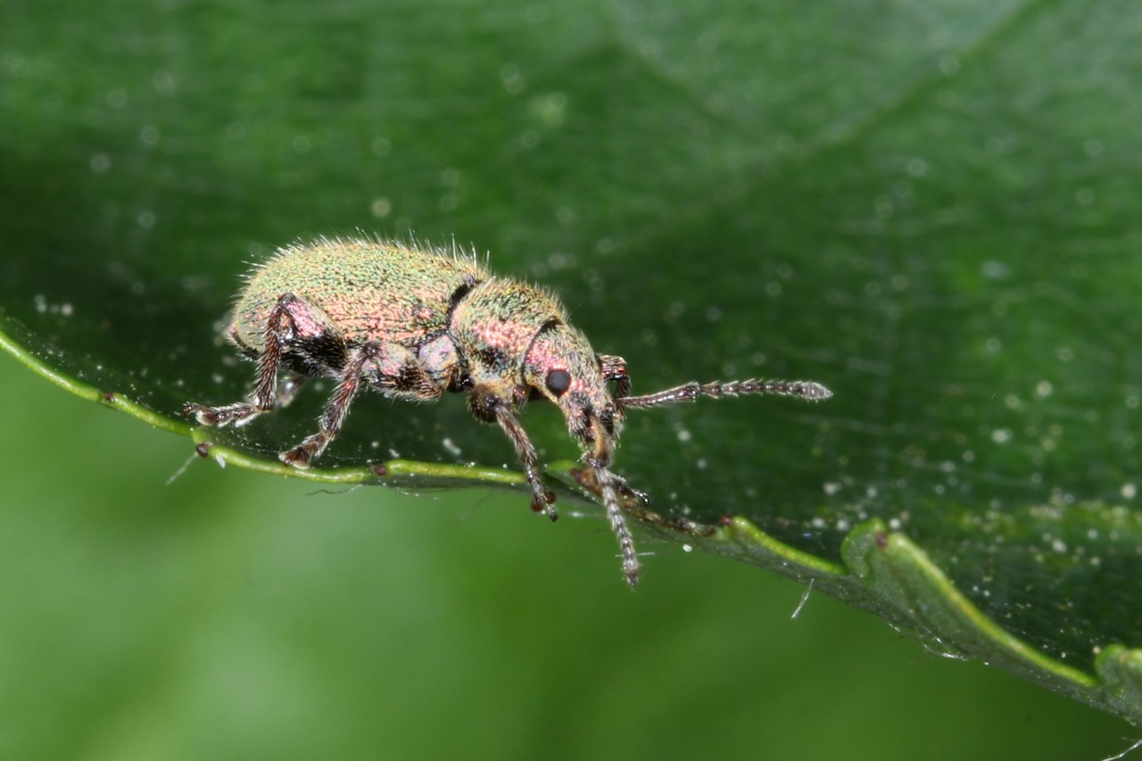 Phyllobius betulinus (Bechstein & Scharfenberg, 1805)