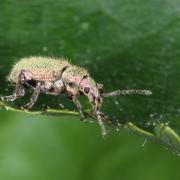 Phyllobius betulinus (Bechstein & Scharfenberg, 1805)