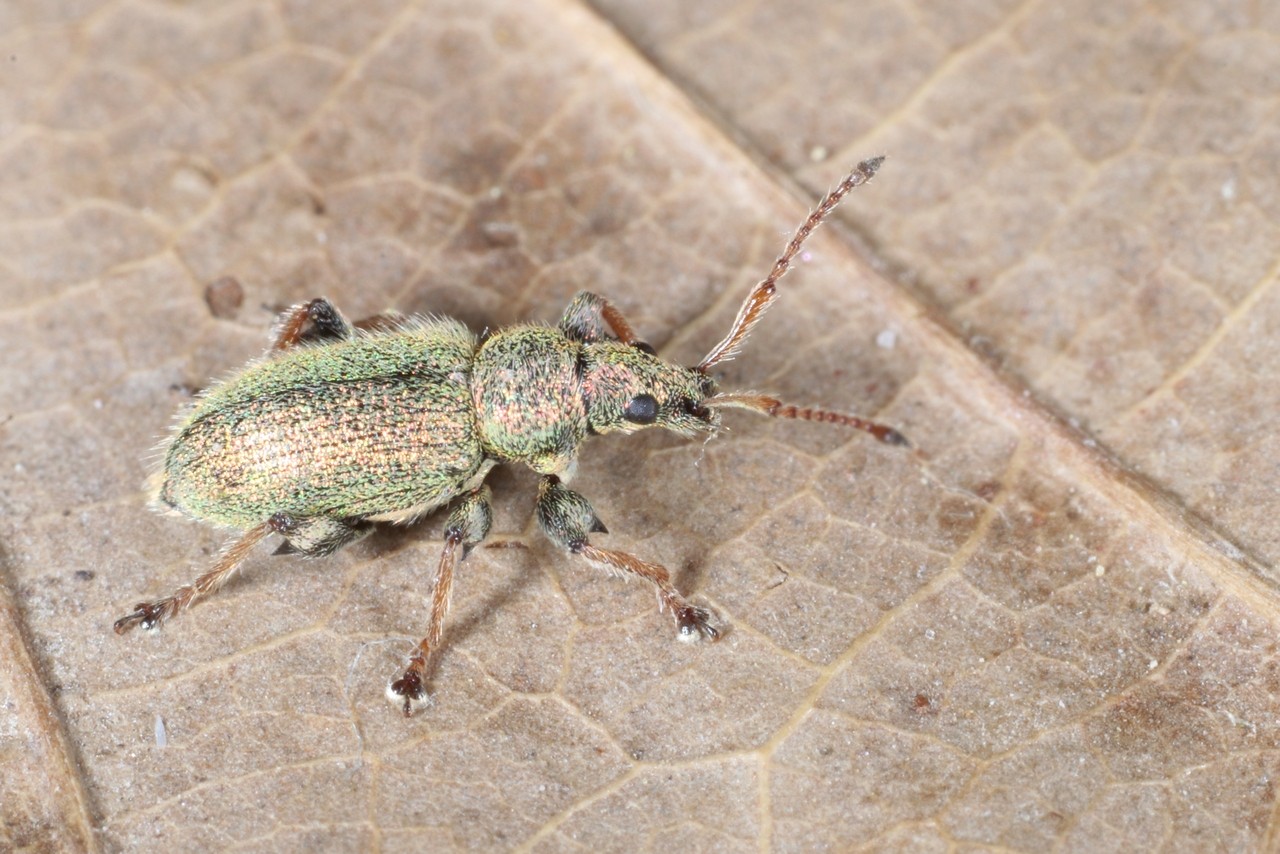 Phyllobius betulinus (Bechstein & Scharfenberg, 1805)