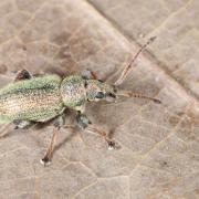 Phyllobius betulinus (Bechstein & Scharfenberg, 1805)