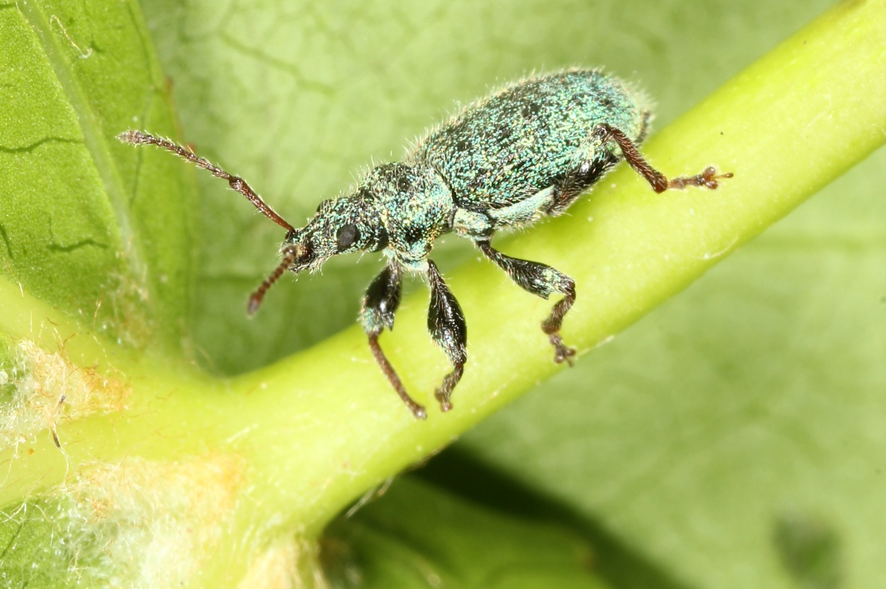 Phyllobius betulinus (Bechstein & Scharfenberg, 1805)