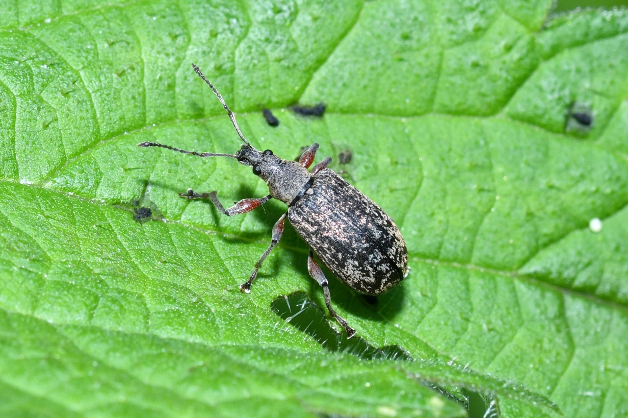 Phyllobius glaucus (Scopoli, 1763) - Charançon éperonné (= P.  calcaratus)