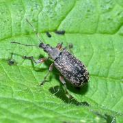 Phyllobius glaucus (Scopoli, 1763) - Charançon éperonné (= P.  calcaratus)