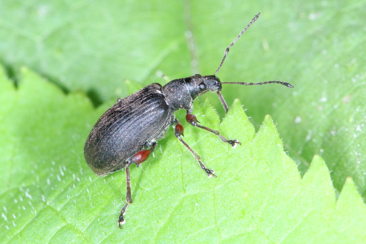 Phyllobius glaucus (Scopoli, 1763) - Charançon éperonné (= P.  calcaratus)