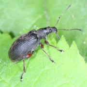 Phyllobius glaucus (Scopoli, 1763) - Charançon éperonné (= P.  calcaratus)