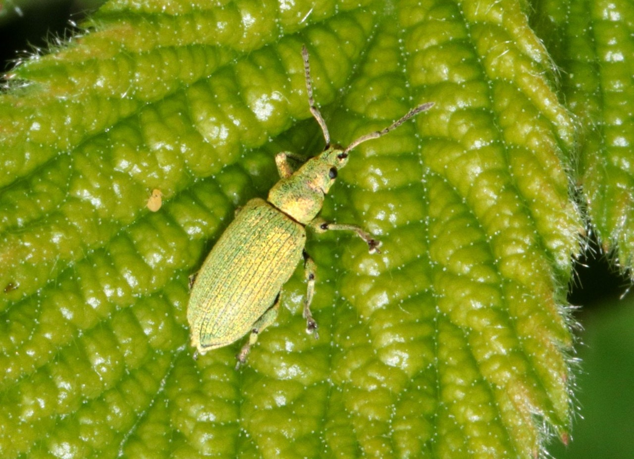 Phyllobius maculicornis Germar, 1823