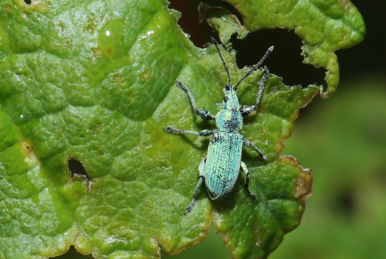 Phyllobius maculicornis Germar, 1823