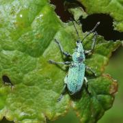 Phyllobius maculicornis Germar, 1823