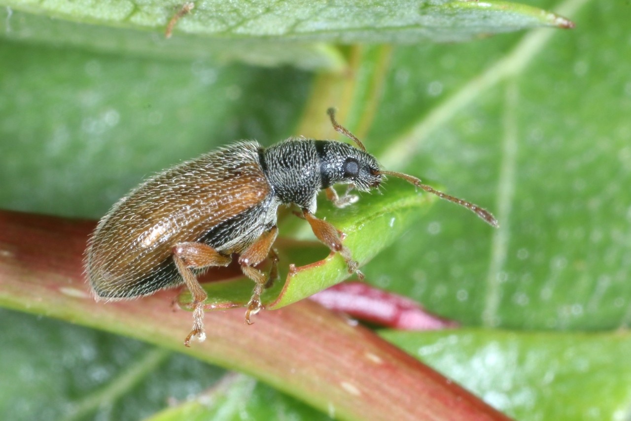 Phyllobius oblongus (Linnaeus, 1758) - Charançon à étui fauve