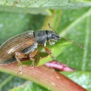 Phyllobius oblongus (Linnaeus, 1758) - Charançon à étui fauve