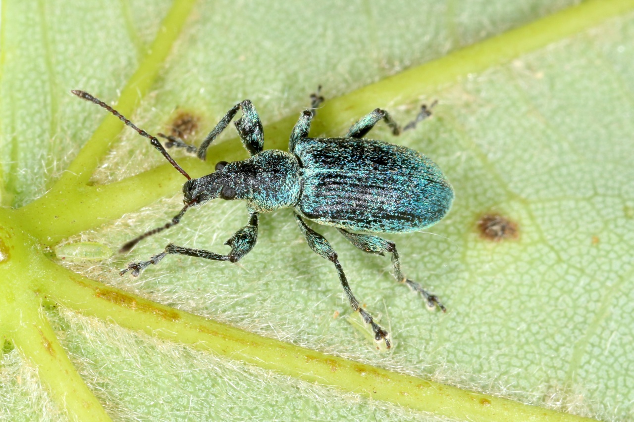 Phyllobius pomaceus Gyllenhal, 1834 - Charançon de l'ortie