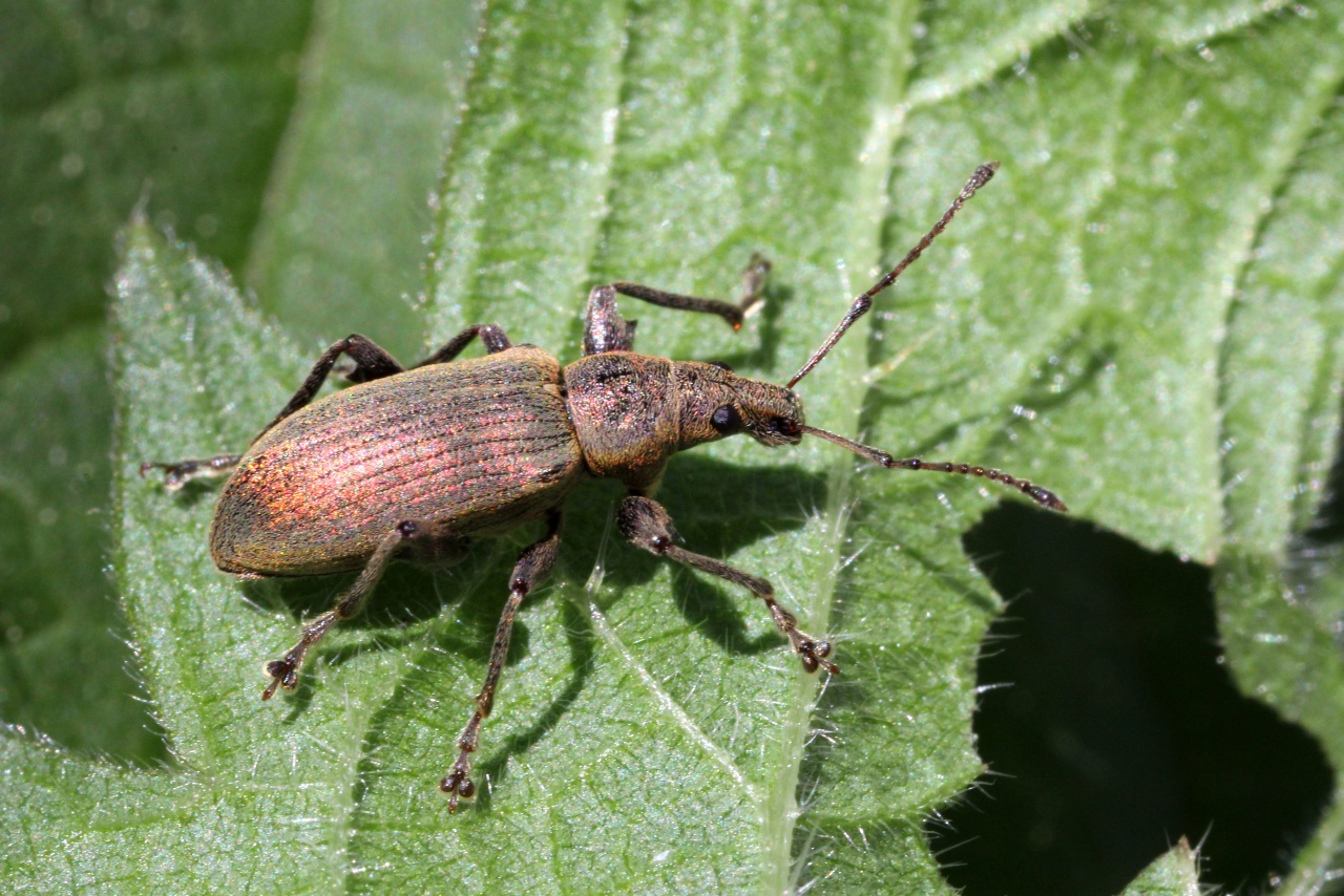 Phyllobius pomaceus Gyllenhal, 1834 - Charançon de l'ortie