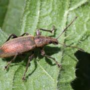 Phyllobius pomaceus Gyllenhal, 1834 - Charançon de l'ortie