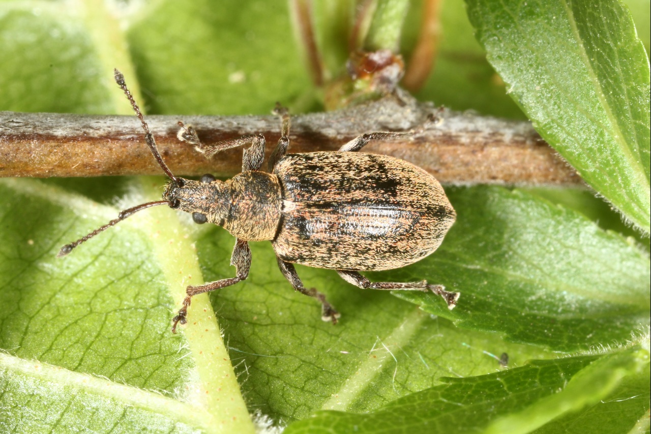 Phyllobius pyri (Linnaeus, 1758) - Phyllobe du Poirier