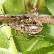 Phyllobius pyri (Linnaeus, 1758) - Phyllobe du Poirier