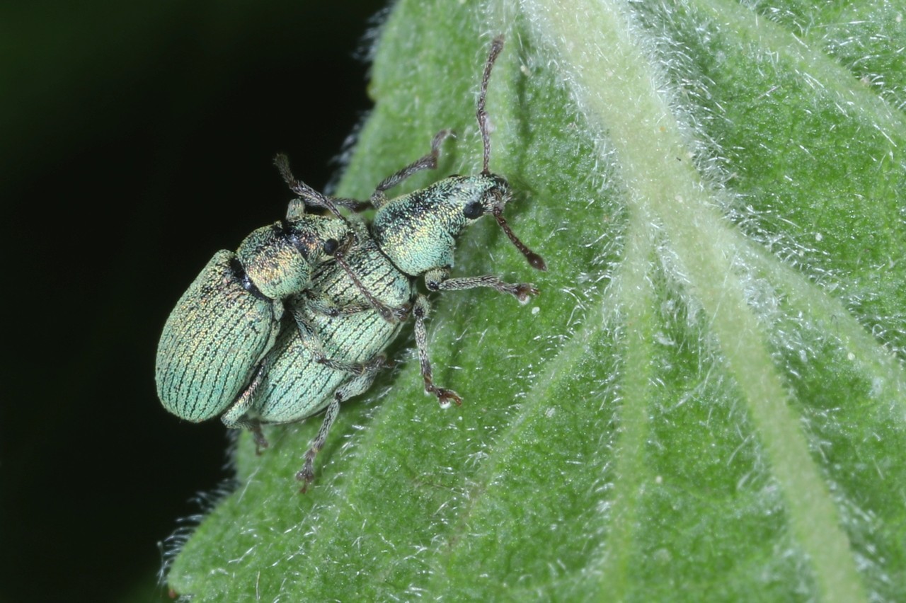 Phyllobius roboretanus Gredler, 1882 - Phyllobe des Chênes (accouplement) 