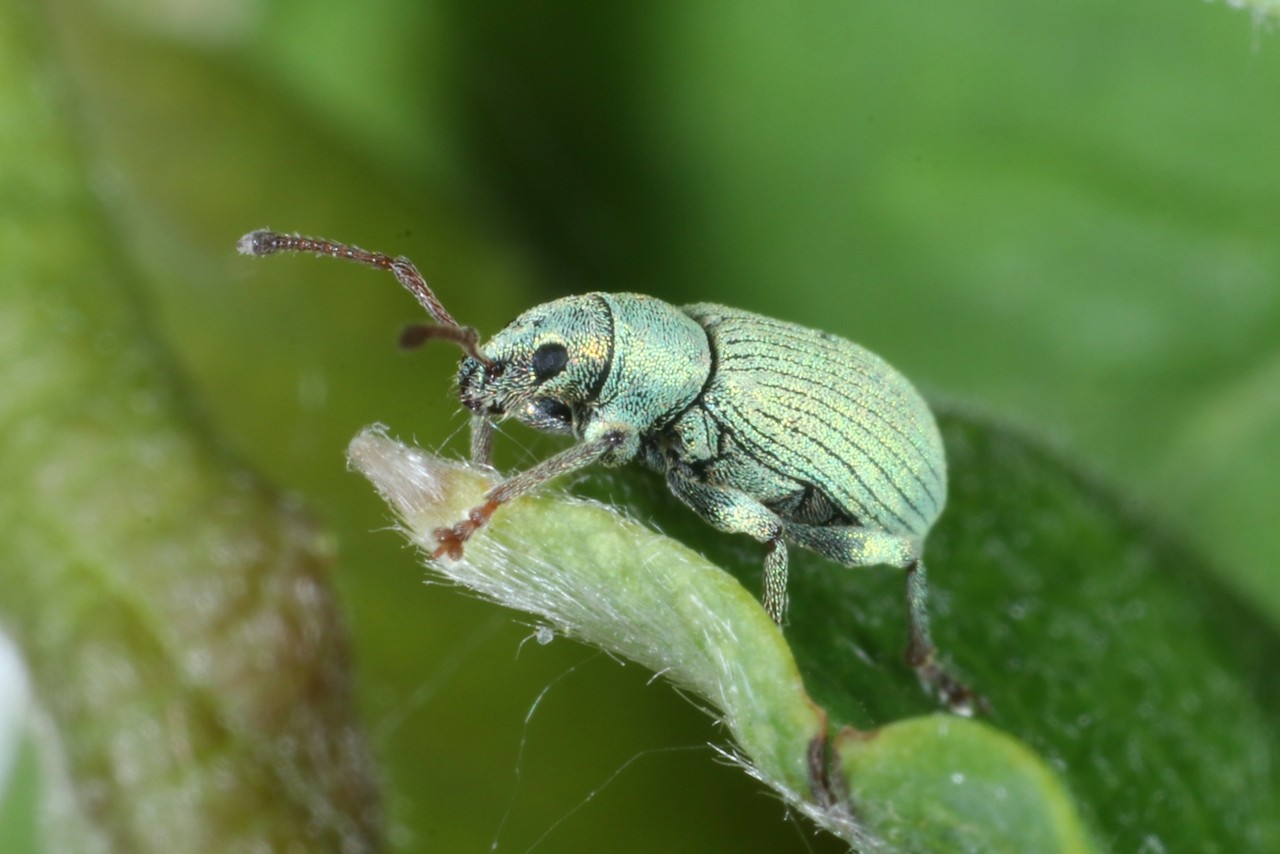 Phyllobius roboretanus Gredler, 1882 - Phyllobe des Chênes 