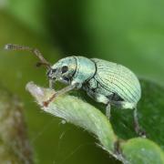 Phyllobius roboretanus Gredler, 1882 - Phyllobe des Chênes 