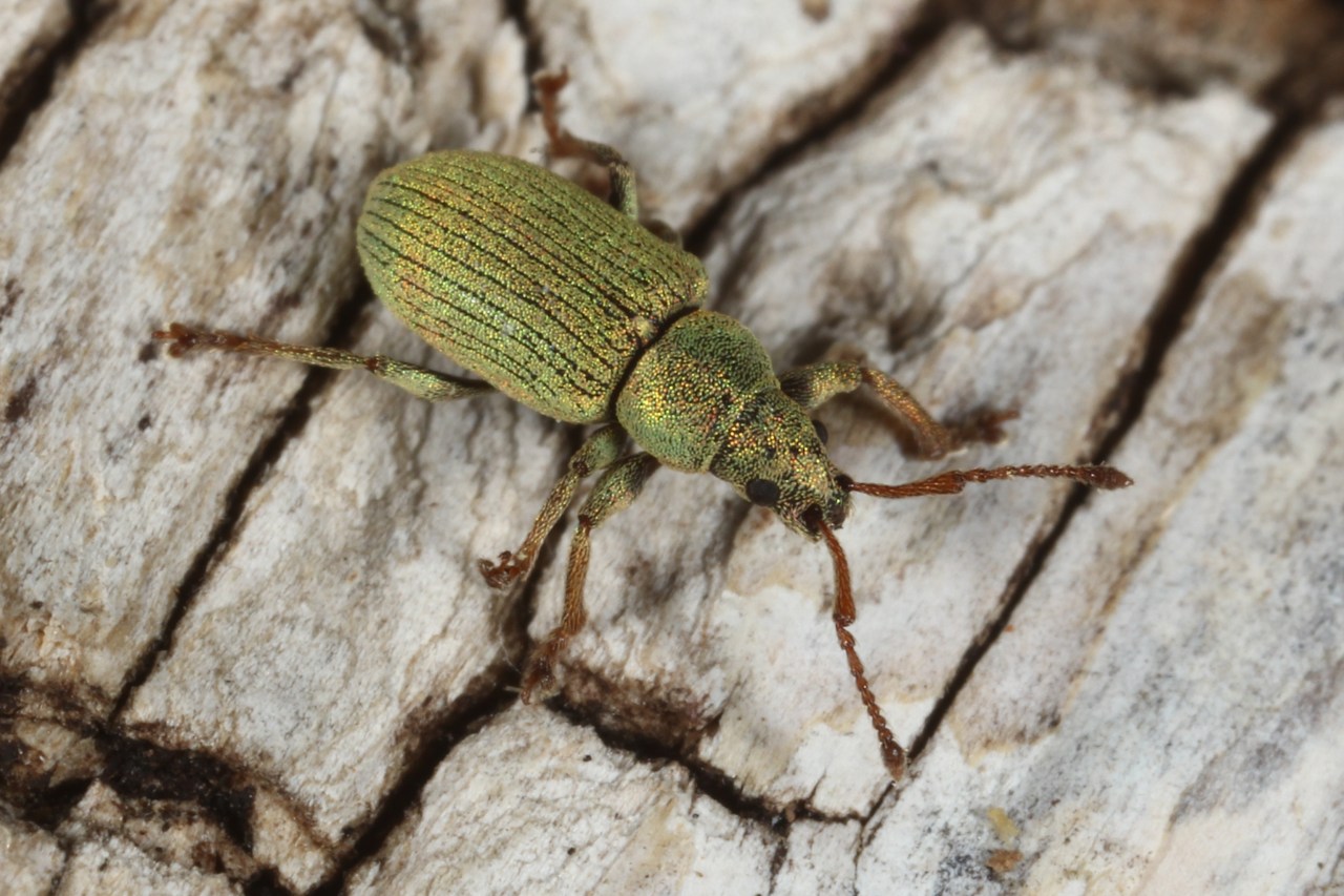 Phyllobius roboretanus Gredler, 1882 - Phyllobe des Chênes