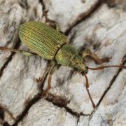 Phyllobius roboretanus Gredler, 1882 - Phyllobe des Chênes