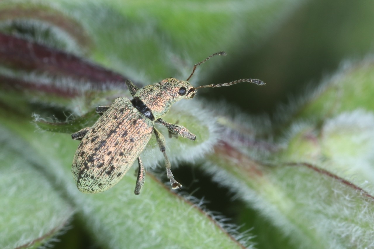 Polydrusus cervinus (Linnaeus, 1758) - Charançon vert-bleu du Bouleau