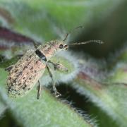 Polydrusus cervinus (Linnaeus, 1758) - Charançon vert-bleu du Bouleau