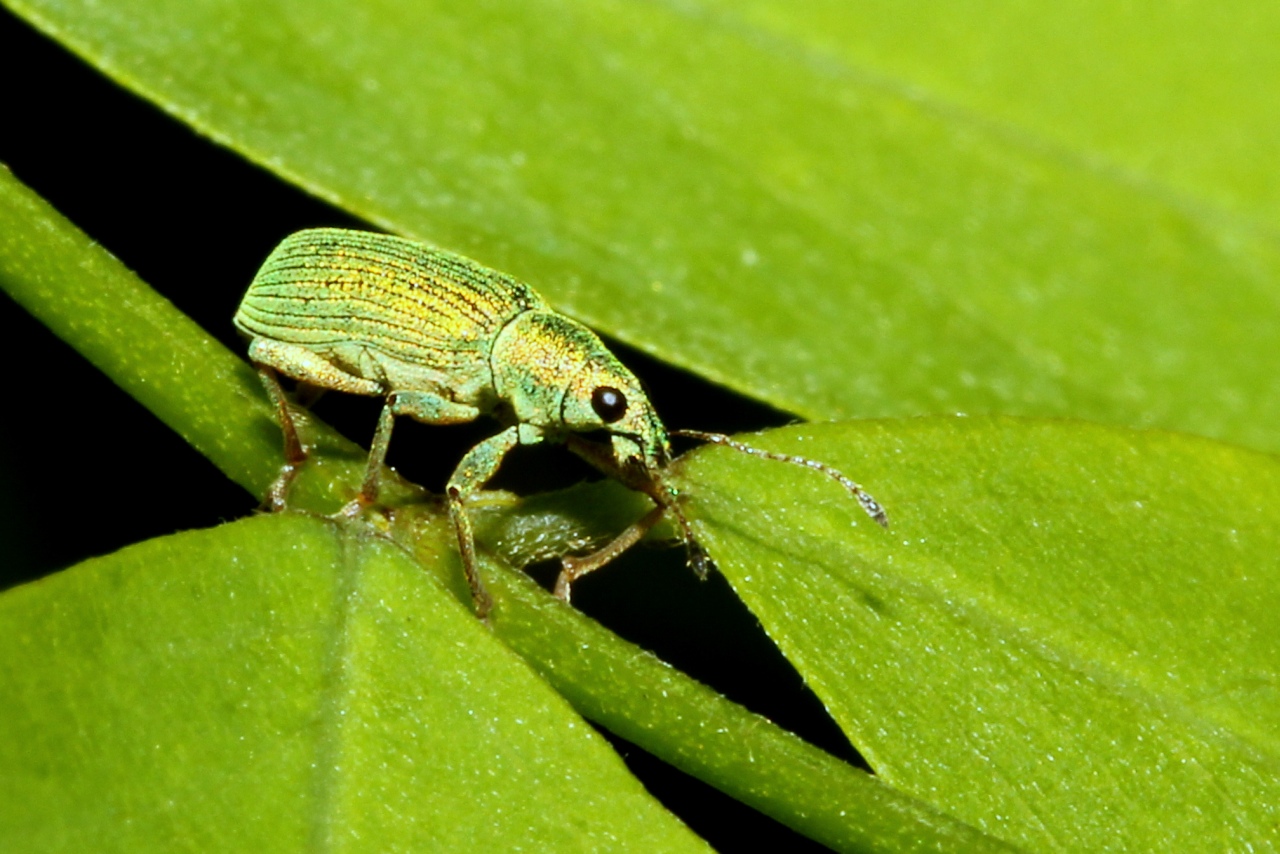 Polydrusus formosus (Mayer, 1779) - Charançon vert-soyeux