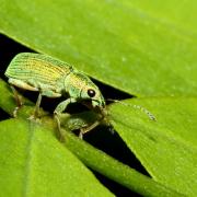 Polydrusus formosus (Mayer, 1779) - Charançon vert-soyeux