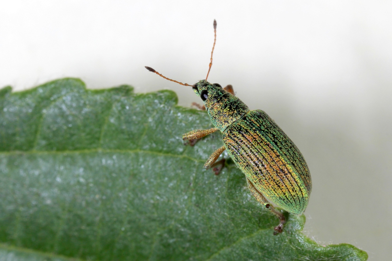 Polydrusus formosus (Mayer, 1779) - Charançon vert-soyeux