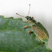 Polydrusus formosus (Mayer, 1779) - Charançon vert-soyeux