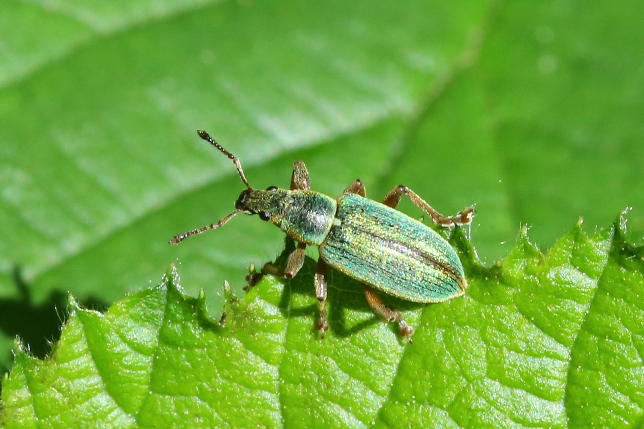 Polydrusus impar Gozis, 1882