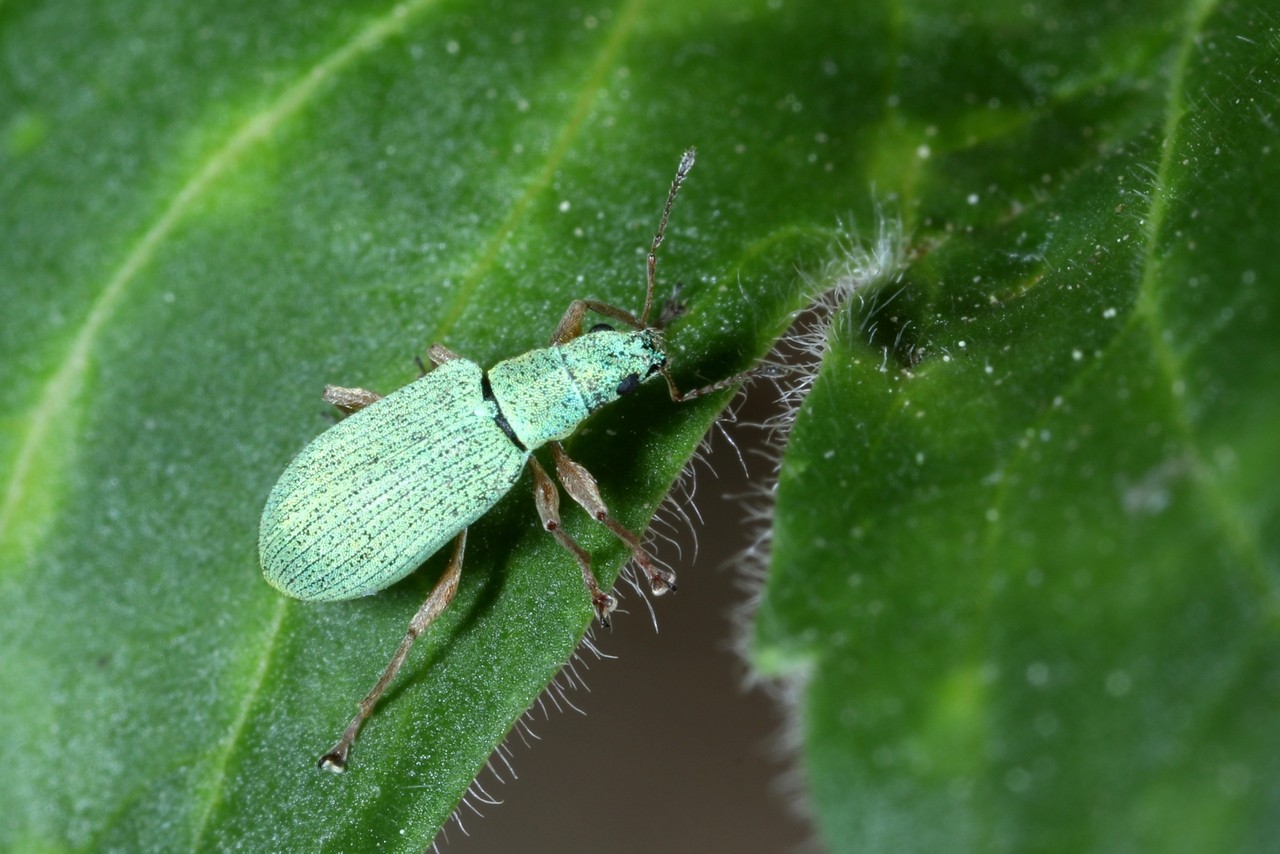 Polydrusus impressifrons Gyllenhal, 1834 - Charançon vert-pâle 